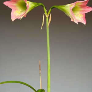 Hippeastrum Dragon x TM-1 - 5 seeds.