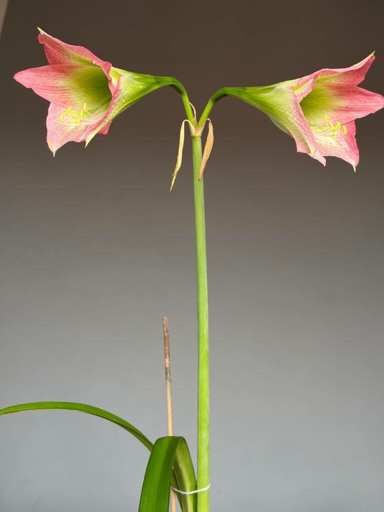 Hippeastrum TM-1 - 1 bulb.