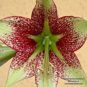 Hippeastrum nova sp. leucopardinum- 1 bulb.