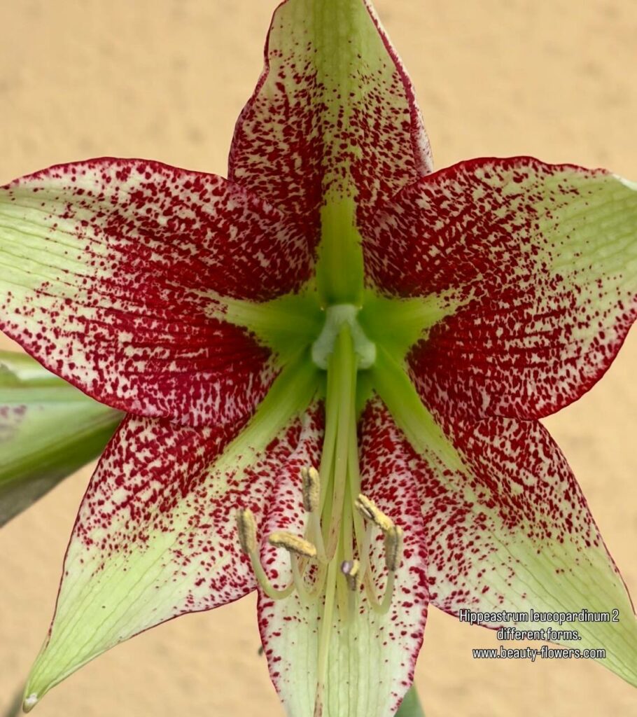 Hippeastrum nova sp. leucopardinum- 1 bulb.