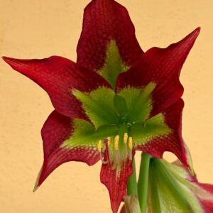 Hippeastrum hybrid MM-1   - 1 bulb.
