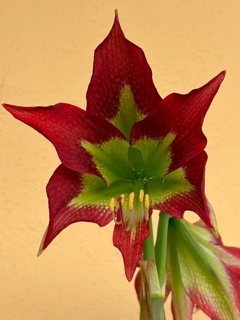 Hippeastrum hybrid MM-1   - 1 bulb.