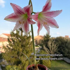 Hippeastrum  tweedianum x mandonii -1   - 1 bulb.