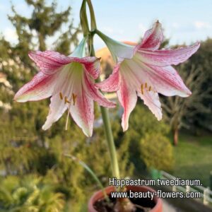 Alternative view of Hippeastrum  tweedianum x mandonii -1   - 1 bulb.