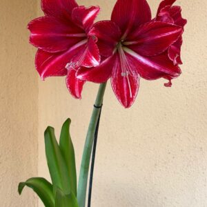 Hippeastrum Reticulatum hybrid - 1 bulb.