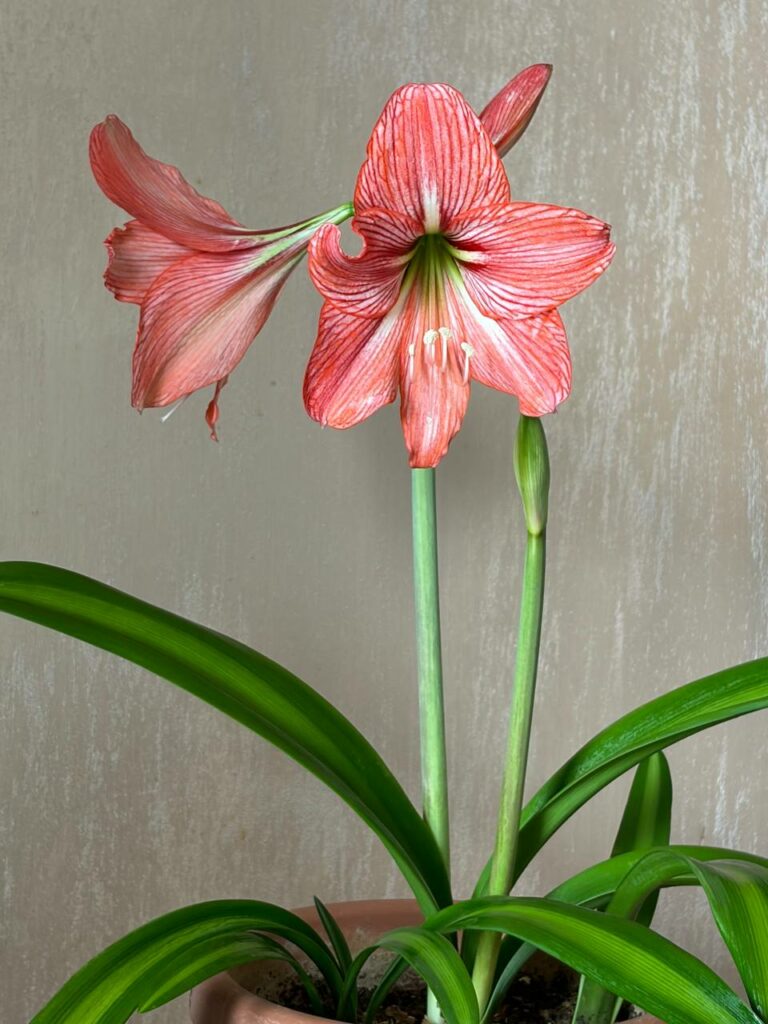 Hippeastrum Orange Varie Variegated Leaves - 1 bulb.