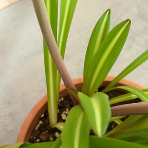 Alternative view of Hippeastrum Reticulatum hybrid - 1 bulb.