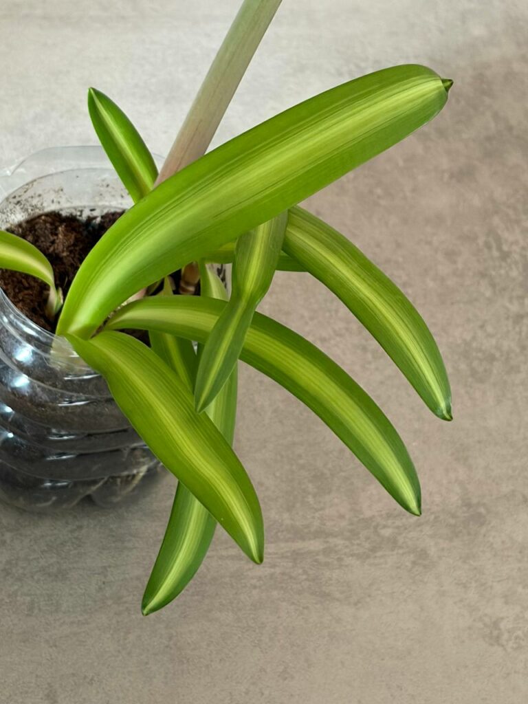 Hippeastrum Reticulatum hybrid 1875Y-5 - 1 bulb.