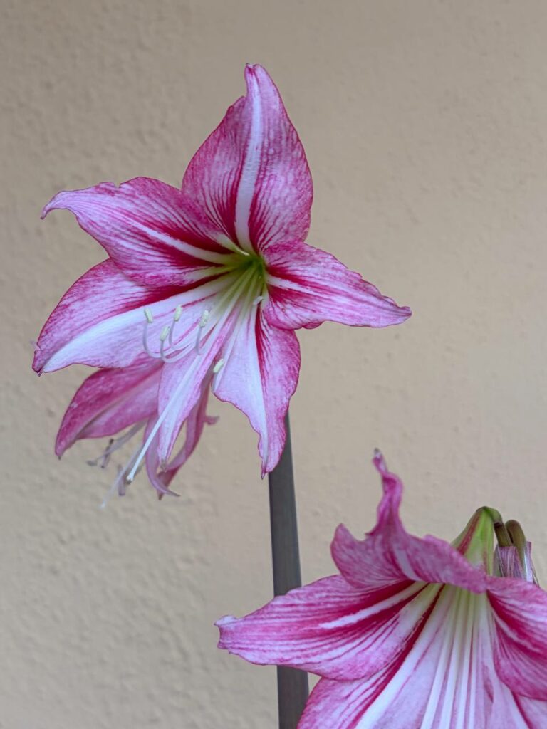 Hippeastrum Reticulatum hybrid - 1 bulb.