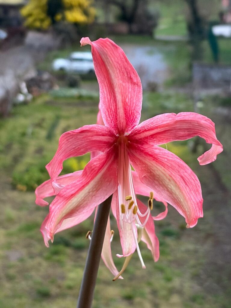 Hippeastrum Hybrid TH-2 - 1 bulb.