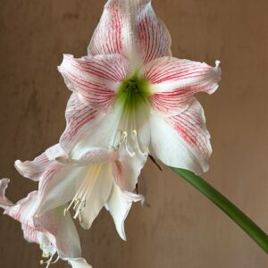 Hippeastrum reticulatum hybrid - 1 bulb.