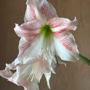 Alternative view of Hippeastrum reticulatum hybrid - 1 bulb.