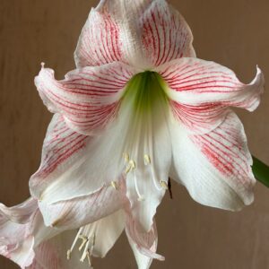 Alternative view of Hippeastrum PARL variegated x self - 10 seeds.