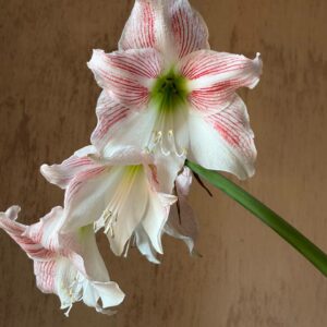 Hippeastrum PARL variegated x self - 10 seeds.
