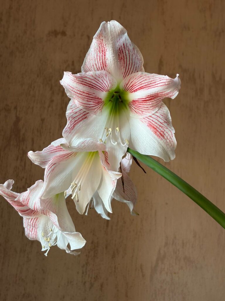 Hippeastrum PARL variegated x self - 10 seeds.