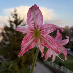Hippeastrum Reticulatum hybrid 1875Y-5 - 1 bulb.