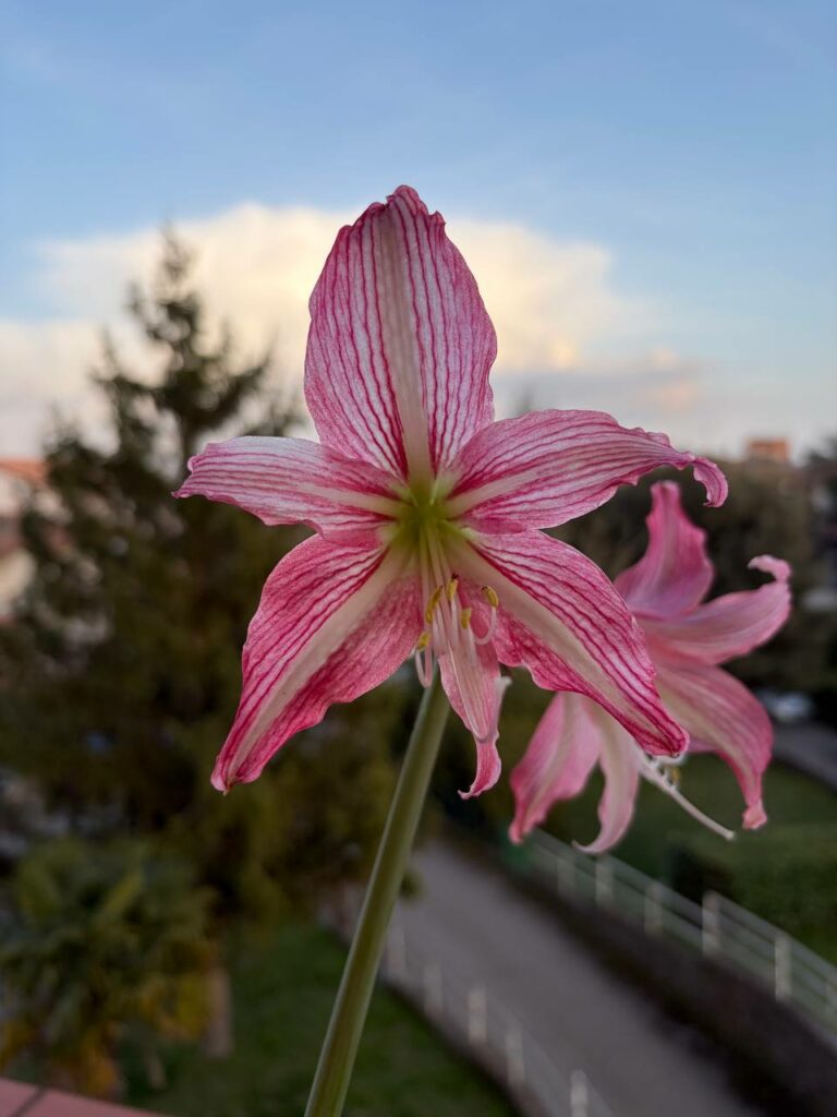 Hippeastrum Reticulatum hybrid 1875Y-5 - 1 bulb.