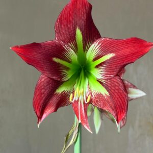 Alternative view of Hippeastrum Papilio X Mandonii n1 - 1 bulb.