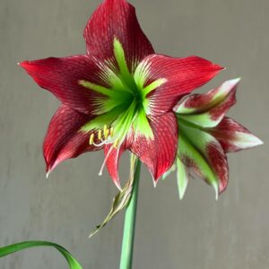 Hippeastrum Papilio X Mandonii n1 - 1 bulb.