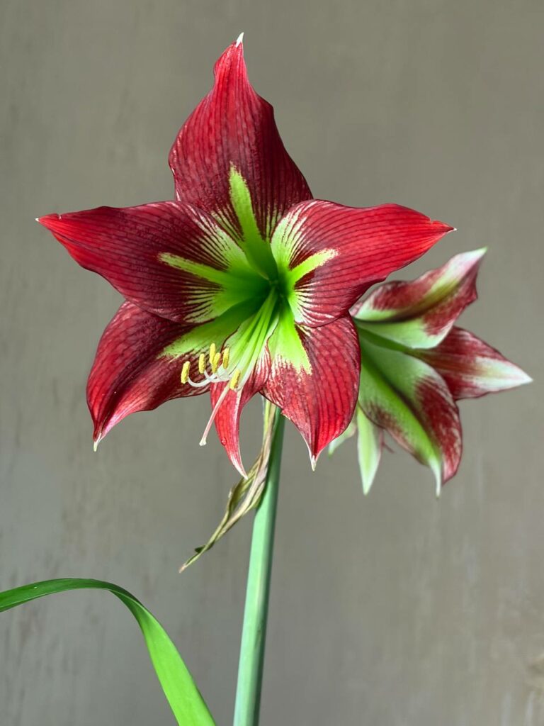Hippeastrum Papilio X Mandonii n1 - 1 bulb.