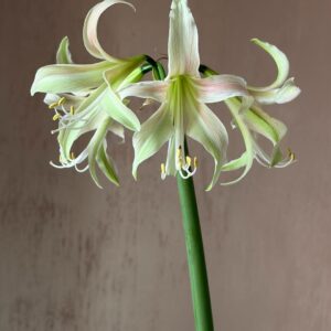 Hippeastrum Hybrid TH-1 - 1 bulb.
