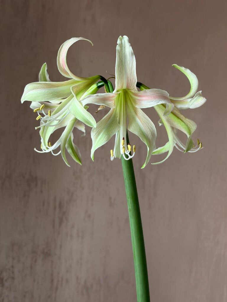 Hippeastrum Hybrid TH-1 - 1 bulb.