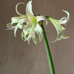 Alternative view of Hippeastrum Hybrid TH-1 - 1 bulb.