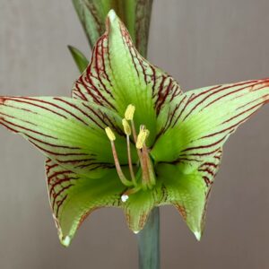 Alternative view of Hippeastrum iguazuanum 1 bulb.