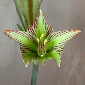 Hippeastrum iguazuanum 1 bulb.