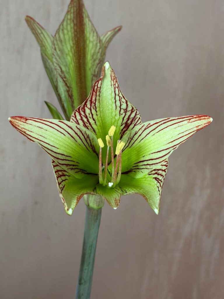 Hippeastrum iguazuanum 1 bulb.
