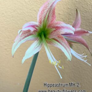 Alternative view of Hippeastrum MHn2 - 1 bulb.