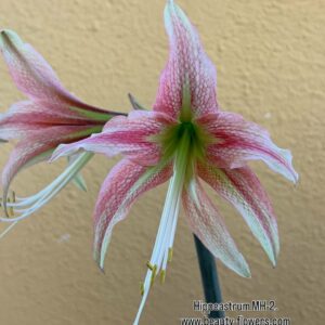 Hippeastrum MHn2 - 1 bulb.