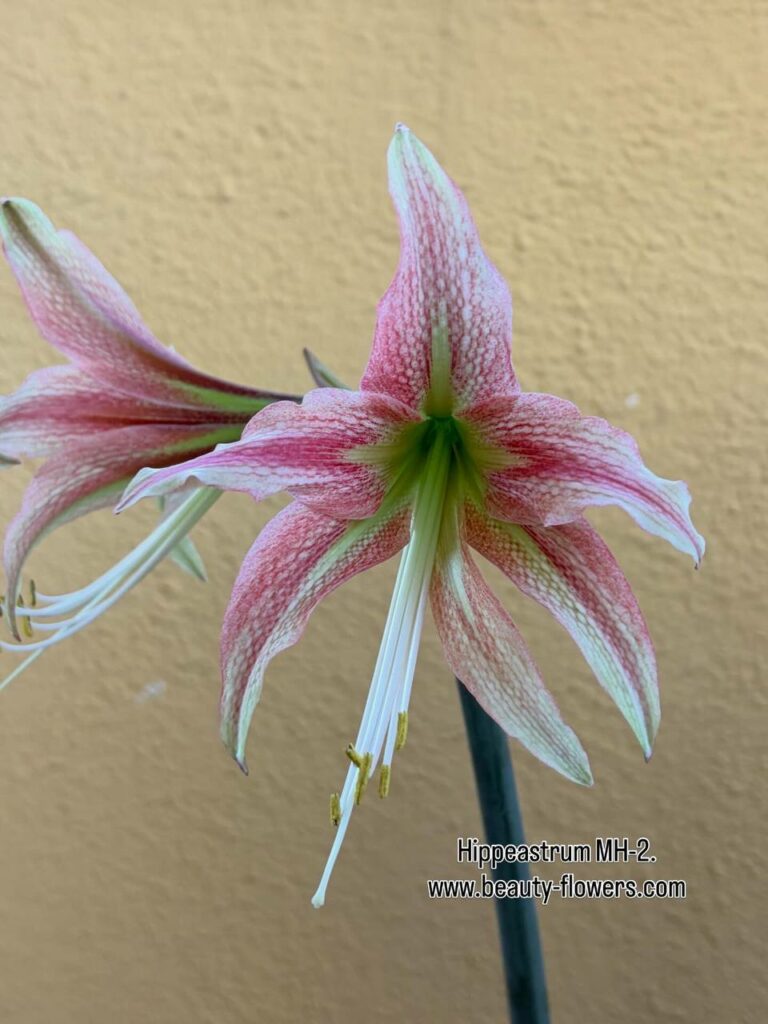 Hippeastrum MHn2 - 1 bulb.