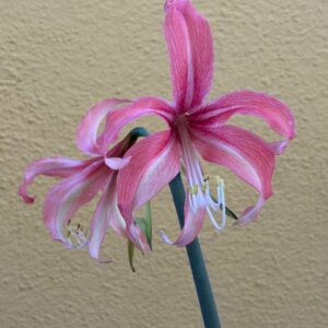 Hippeastrum Hybrid TH-2 - 1 bulb.