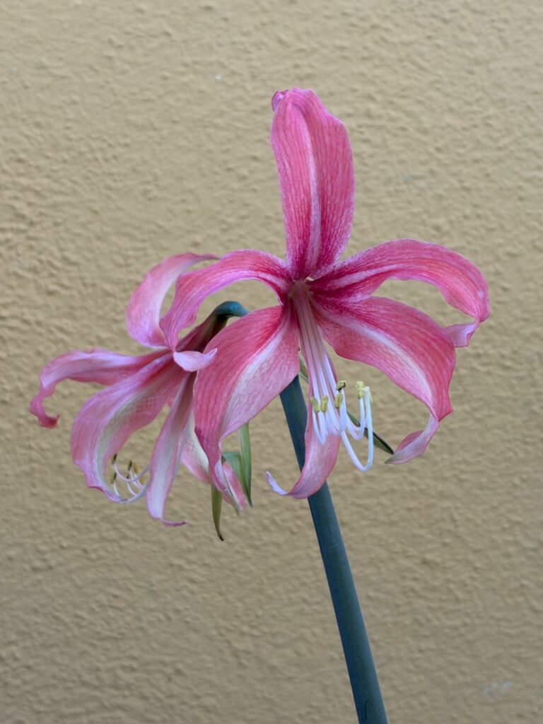 Hippeastrum Hybrid TH-2 - 1 bulb.
