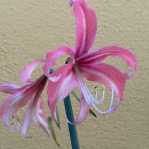 Alternative view of Hippeastrum Hybrid TH-2 - 1 bulb.