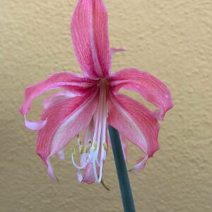 Alternative view of Hippeastrum TH-2 x self  - 5 seeds.
