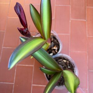 Alternative view of Hippeastrum sonatini #1833 reticulatum hybrid - 1 bulb.