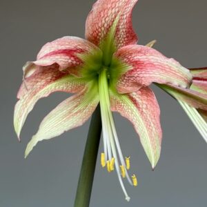 Hippeastrum MHn2 - 1 bulb.