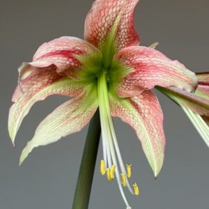 Alternative view of Hippeastrum MHn2 - 1 bulb.