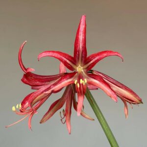 Hippeastrum Hybrid C1810-6 - 1 bulb.