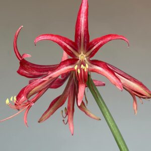 Alternative view of Hippeastrum Hybrid C1810-6 - 1 bulb.