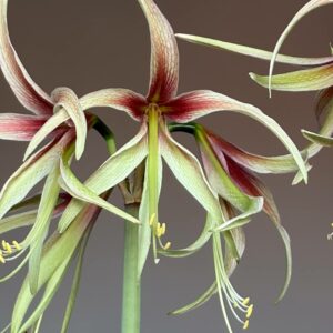 Hippeastrum Tarantula - 1 Bulb.