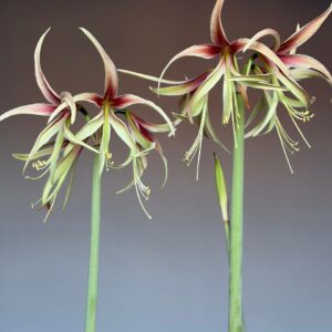 Hippeastrum Tarantula - 1 Bulb.