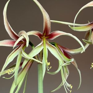 Alternative view of Hippeastrum Tarantula - 1 Bulb.
