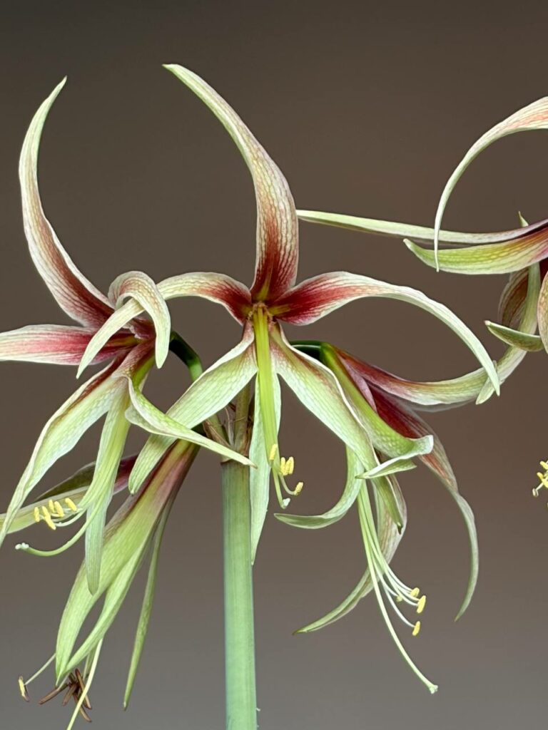 Hippeastrum ESTM-2  x Tarantula  - 10 seeds.