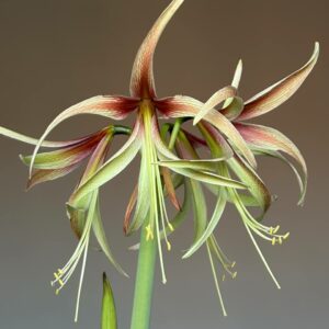 Alternative view of Hippeastrum ESTM-2 x Tarantula - 10 seeds.