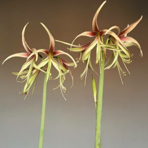 Hippeastrum Tarantula x LPn3 - 10 seeds.