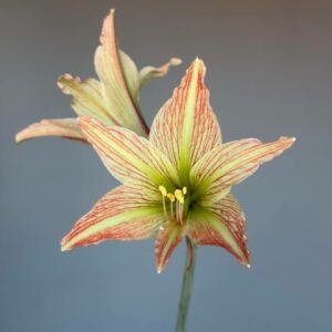 Hippeastrum Hybrid EI-1 - 1 bulb.