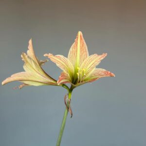 Alternative view of Hippeastrum Hybrid EI-1 - 1 bulb.